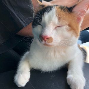 Meet your Posher, Helen